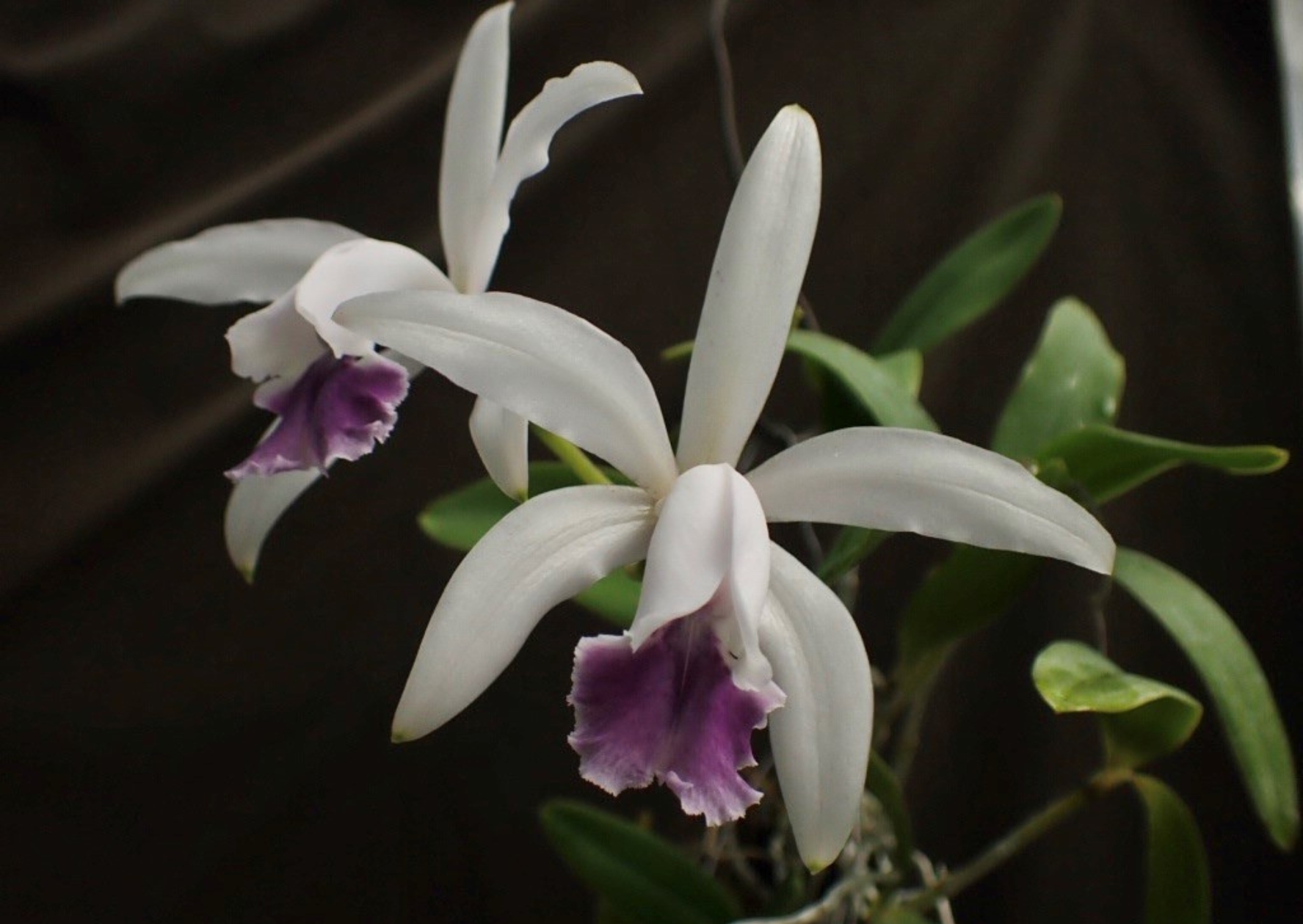 樂活蘭花班 (第7屆) 