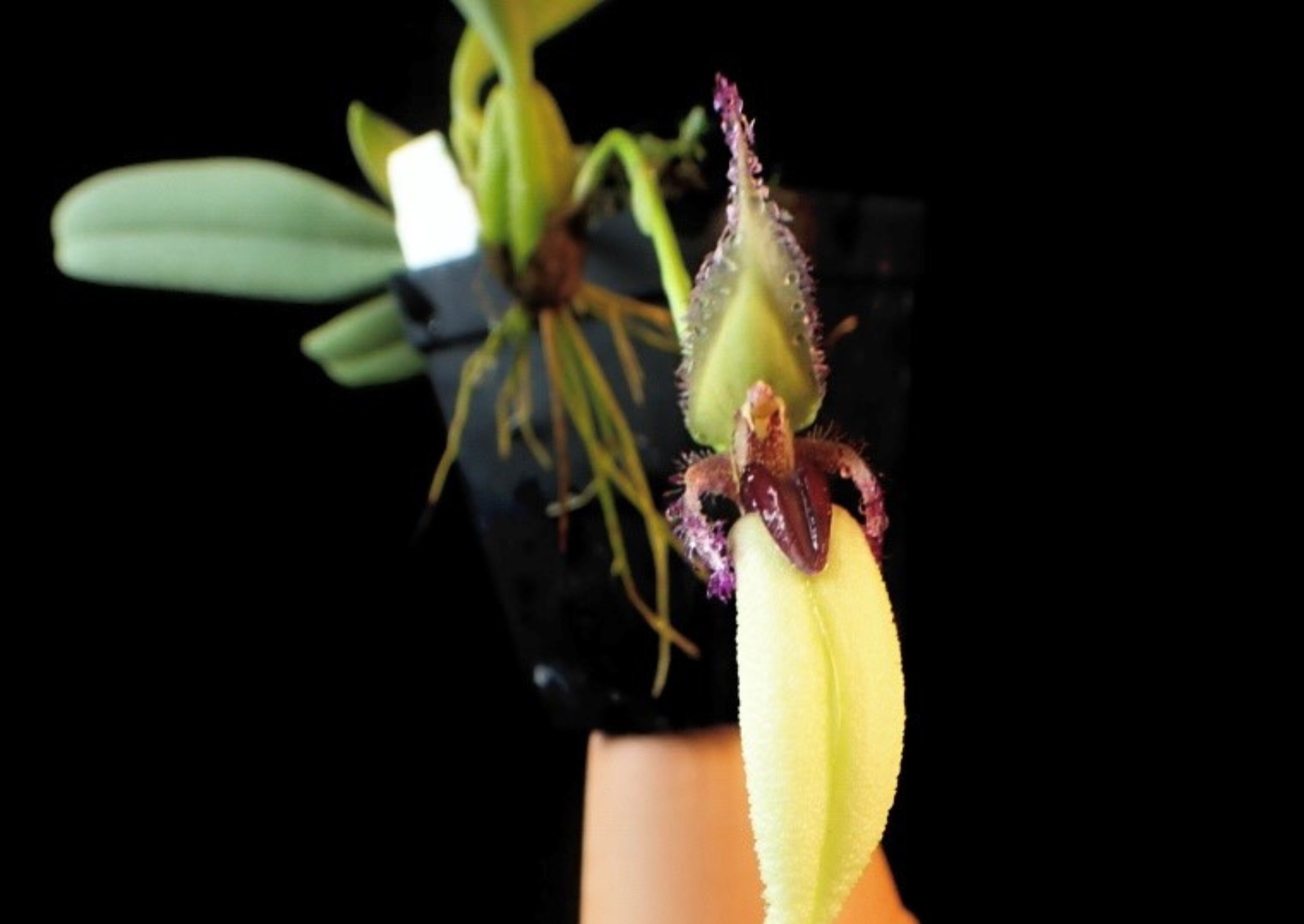 免費講座：養蘭不難——最粗生易種的蘭花品種介紹